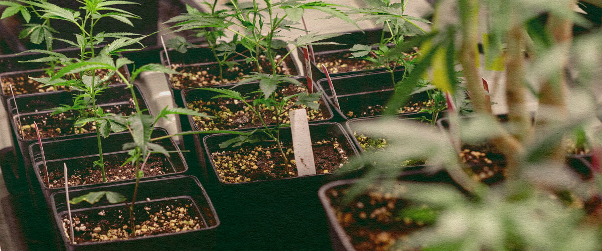 Genotip vs Fenotip: Plante de Canabis în Ghivece Plante de canabis în ghivece negre cu pământ, arătând trăsături genetice pentru comparația genotip vs fenotip, ideală pentru educația despre cultivarea canabisului.