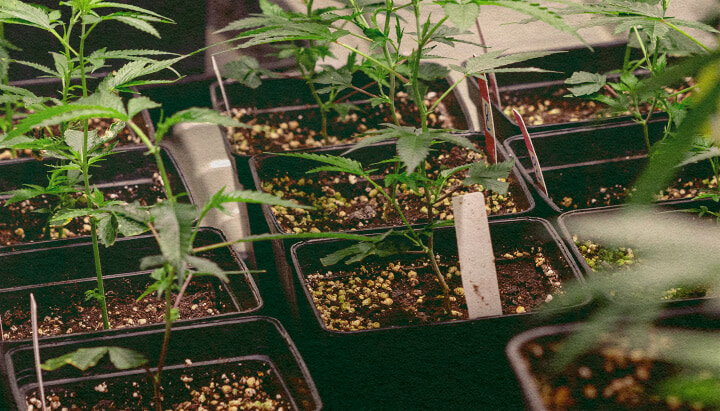 Genotip vs Fenotip: Plante de Canabis în Ghivece Plante de canabis în ghivece negre cu pământ, arătând trăsături genetice pentru comparația genotip vs fenotip, ideală pentru educația despre cultivarea canabisului.