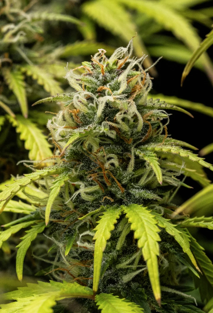 Granddaddy Purple Auto săptămâna 10: muguri fructați aproape de recoltă Plantă de canabis Granddaddy Purple Auto în săptămâna 10, cu muguri maturi acoperiți de tricomi, colas florale fructate, pistile portocalii și frunze îngălbenite de toamnă pe măsură ce se apropie recolta.
