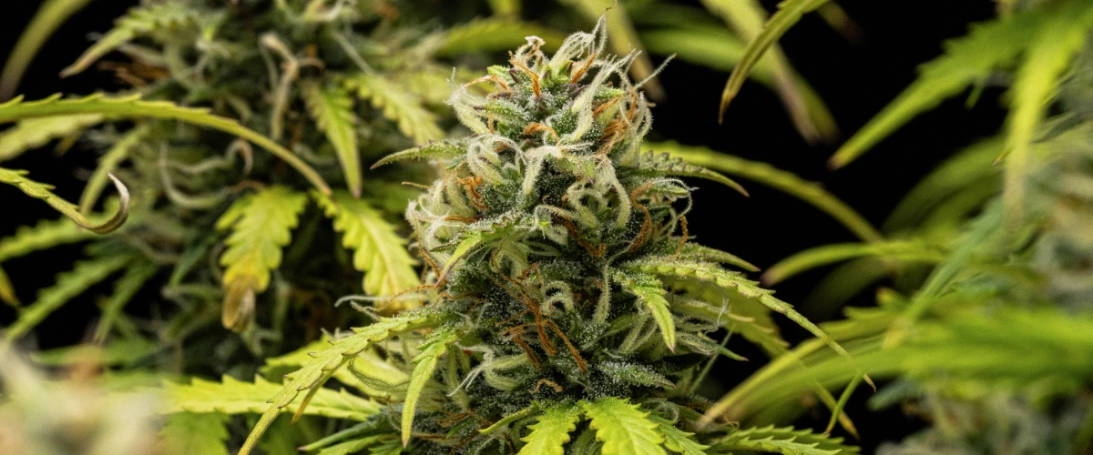 Granddaddy Purple Auto săptămâna 10: muguri fructați aproape de recoltă Plantă de canabis Granddaddy Purple Auto în săptămâna 10, cu muguri maturi acoperiți de tricomi, colas florale fructate, pistile portocalii și frunze îngălbenite de toamnă pe măsură ce se apropie recolta.