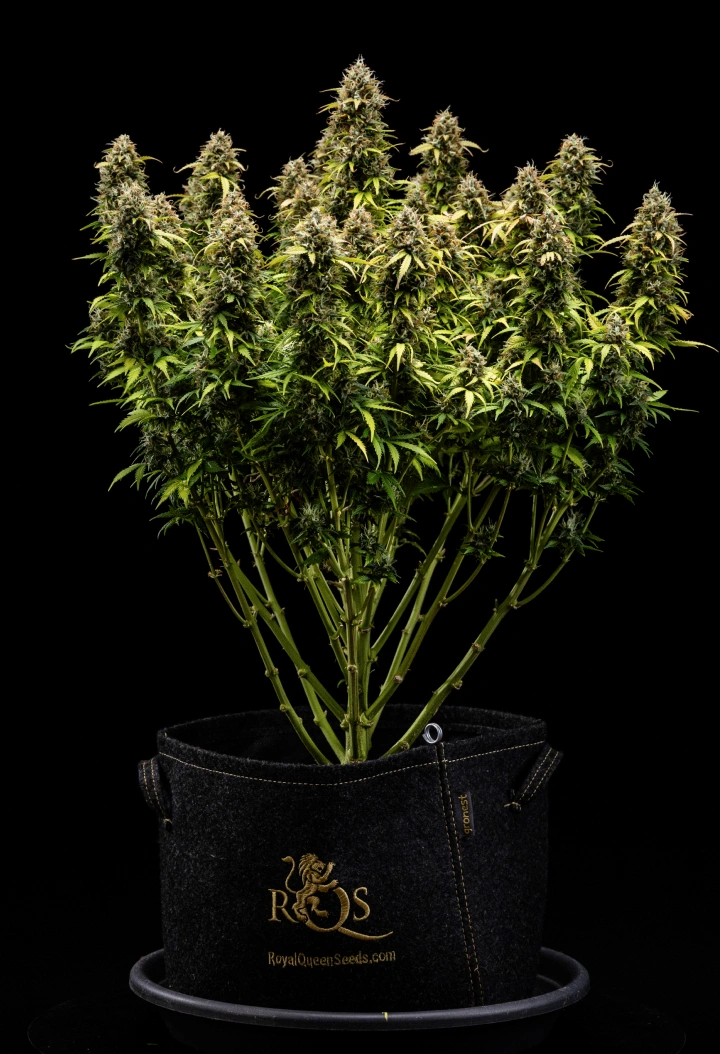 Granddaddy Purple Auto săptămâna 11: gata de recoltare Plantă de canabis Granddaddy Purple Auto în săptămâna 11, cu muguri tari ca piatra acoperiți de tricomi, colas mature fructate, frunze galbene intense de toamnă și flori gata de recoltare.