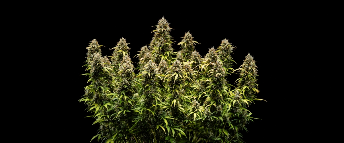 Granddaddy Purple Auto săptămâna 11: gata de recoltare Plantă de canabis Granddaddy Purple Auto în săptămâna 11, cu muguri tari ca piatra acoperiți de tricomi, colas mature fructate, frunze galbene intense de toamnă și flori gata de recoltare.