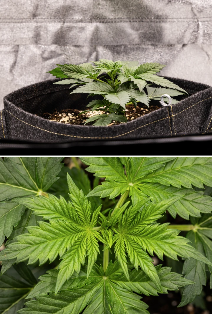 Plantă de canabis Granddaddy Purple Auto în săptămâna 2, cu o creștere vegetativă timpurie mai puternică, ramificare nouă, frunze verzi sănătoase și recuperare după un început neuniform de răsad.
