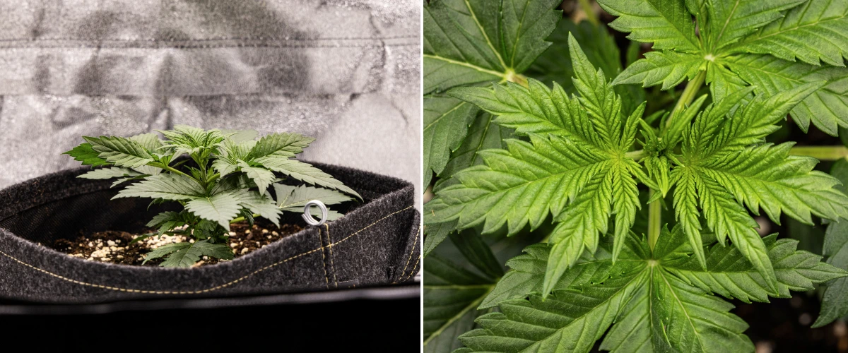 Granddaddy Purple Auto săptămâna 2: creștere vegetativă timpurie Plantă de canabis Granddaddy Purple Auto în săptămâna 2, cu o creștere vegetativă timpurie mai puternică, ramificare nouă, frunze verzi sănătoase și recuperare după un început neuniform de răsad.