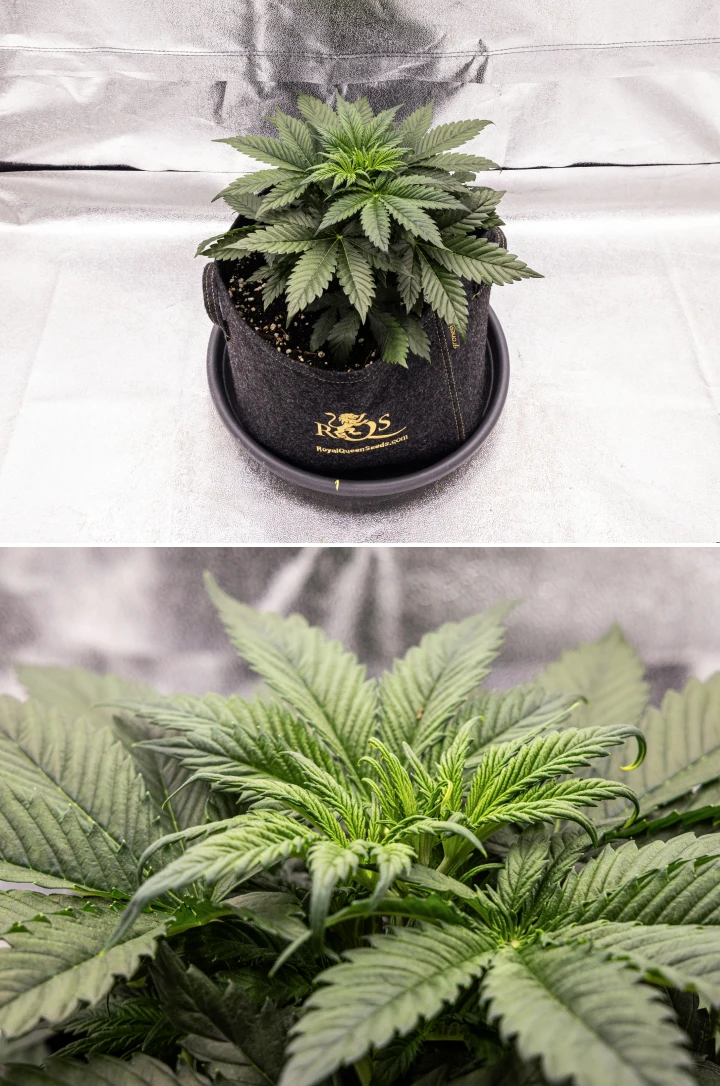 Plantă de canabis Granddaddy Purple Auto în săptămâna 3, cu creștere vegetativă constantă, o coroană completă de frunze evantai sănătoase și o structură compactă și uniformă înainte de începerea înfloririi.