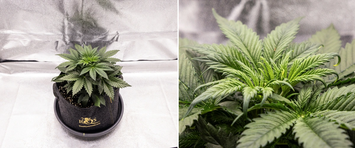 Granddaddy Purple Auto săptămâna 3: creștere vegetativă Plantă de canabis Granddaddy Purple Auto în săptămâna 3, cu creștere vegetativă constantă, o coroană completă de frunze evantai sănătoase și o structură compactă și uniformă înainte de începerea înfloririi.