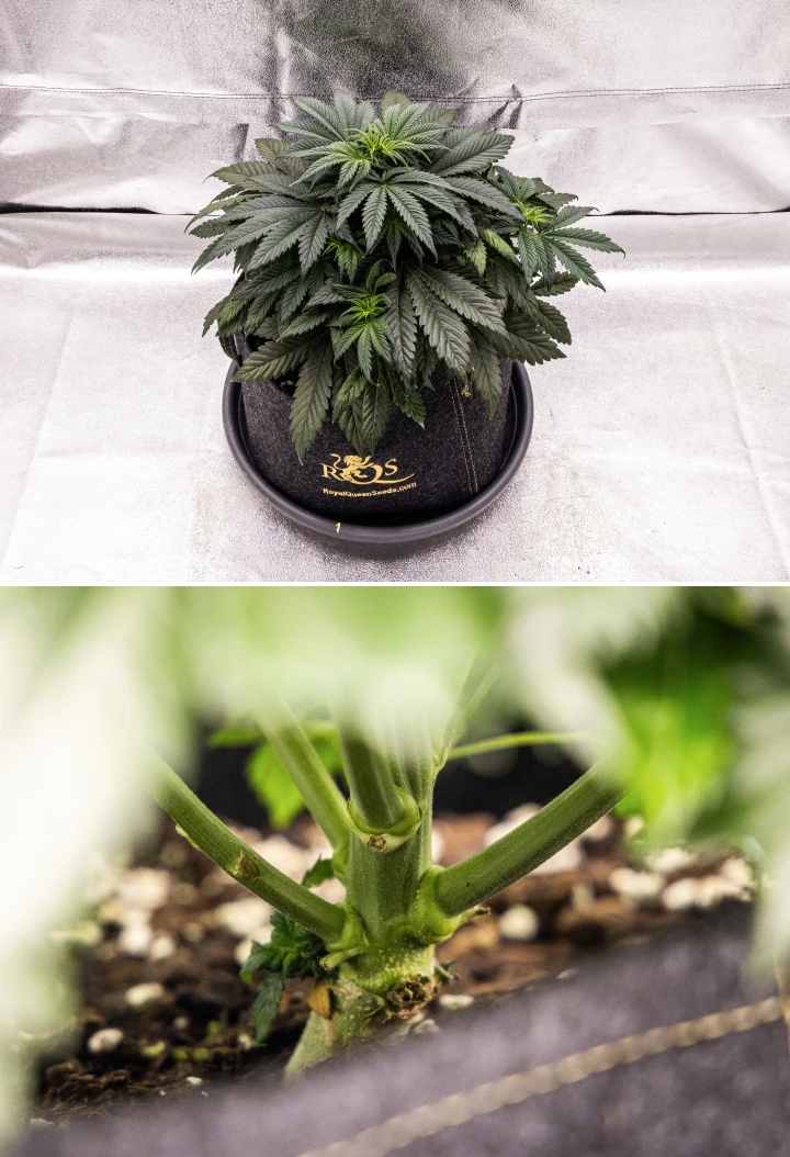 Plantă de canabis Granddaddy Purple Auto în săptămâna 4, cu o coroană compactă verde-închis, dezvoltare puternică a tulpinii și primele pistile albe pe măsură ce începe înflorirea.