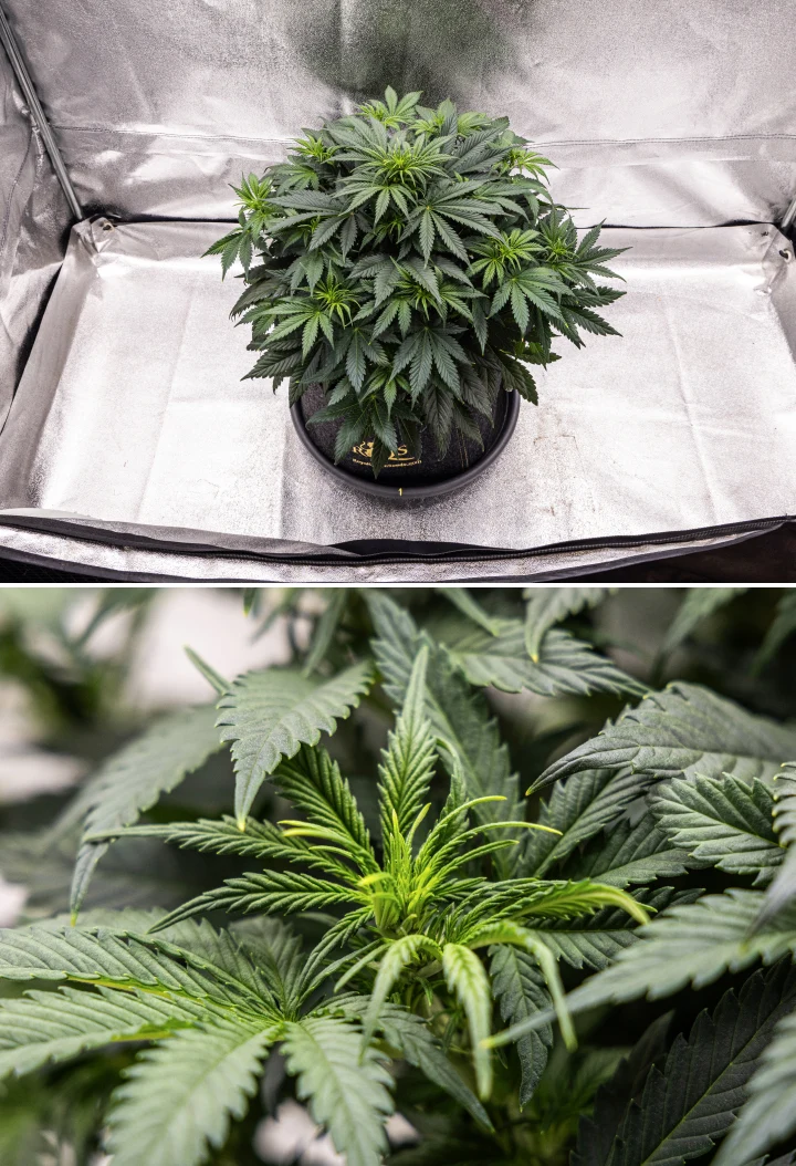 Granddaddy Purple Auto săptămâna 5: începe înflorirea Plantă de canabis Granddaddy Purple Auto în săptămâna 5, cu începutul înfloririi, frunziș dens verde-închis, puncte florale în dezvoltare și creștere florală nouă de-a lungul ramurilor.