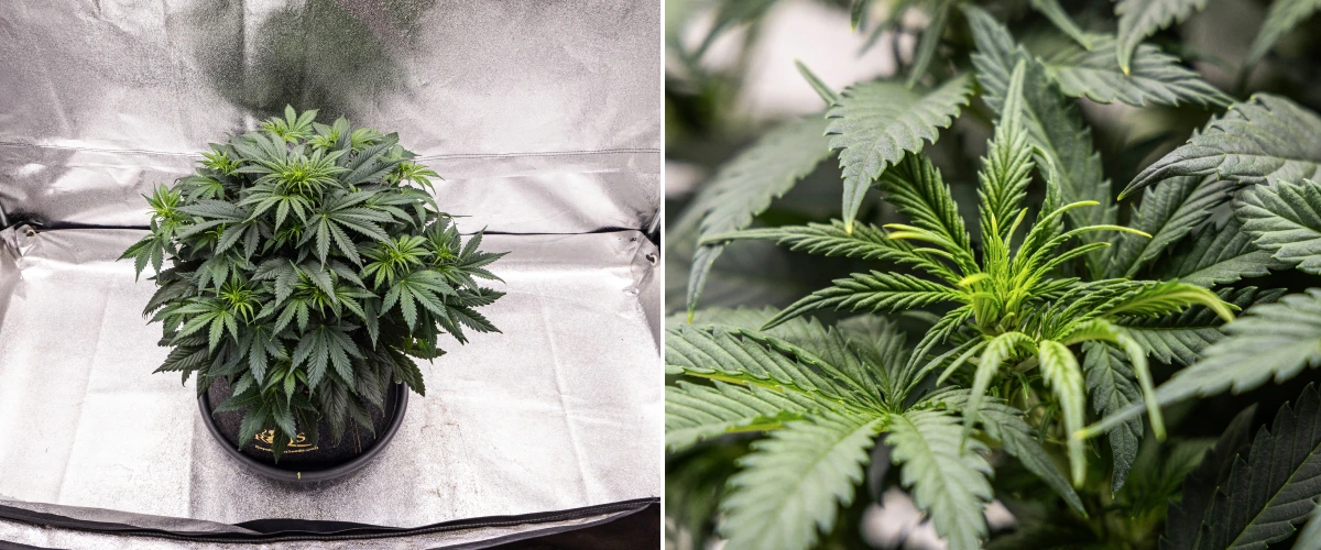 Granddaddy Purple Auto săptămâna 5: începe înflorirea Plantă de canabis Granddaddy Purple Auto în săptămâna 5, cu începutul înfloririi, frunziș dens verde-închis, puncte florale în dezvoltare și creștere florală nouă de-a lungul ramurilor.