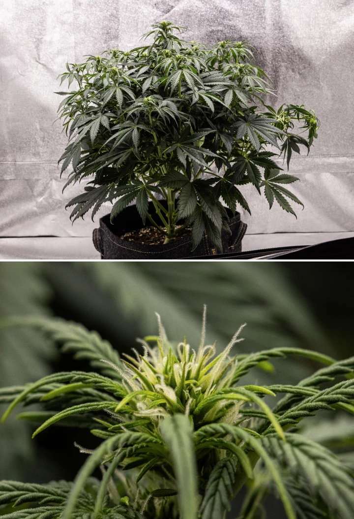 Granddaddy Purple Auto săptămâna 6: tufă înflorită Plantă de canabis Granddaddy Purple Auto în săptămâna 6, cu o coroană de înflorire densă verde-închis, structură stufoasă a ramurilor, primele pistile albe și dezvoltare sănătoasă a mugurilor.