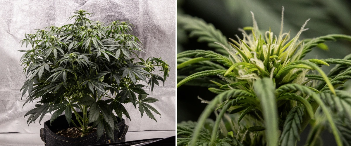 Granddaddy Purple Auto săptămâna 6: tufă înflorită Plantă de canabis Granddaddy Purple Auto în săptămâna 6, cu o coroană de înflorire densă verde-închis, structură stufoasă a ramurilor, primele pistile albe și dezvoltare sănătoasă a mugurilor.
