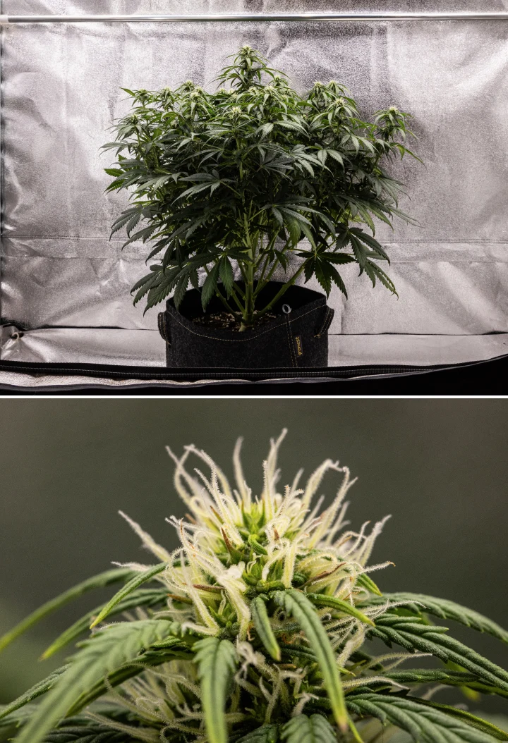 Granddaddy Purple Auto săptămâna 7: mugurii se umplu Plantă de canabis Granddaddy Purple Auto în săptămâna 7, cu o structură compactă și stufoasă, creștere sănătoasă în înflorire, muguri care se umplu și ușoară îngălbenire a frunzelor inferioare pe măsură ce înflorirea continuă.