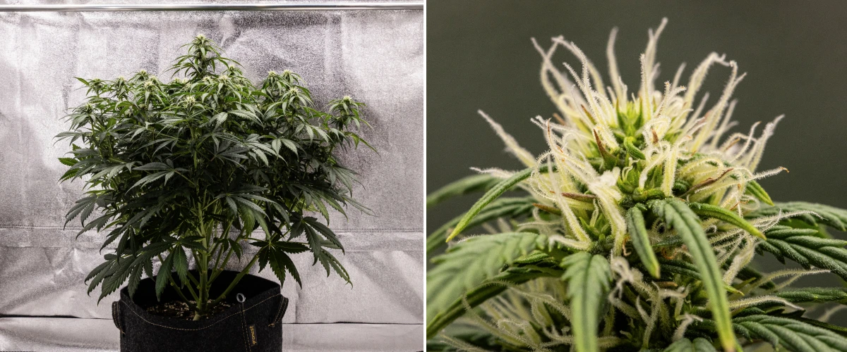 Granddaddy Purple Auto săptămâna 7: mugurii se umplu Plantă de canabis Granddaddy Purple Auto în săptămâna 7, cu o structură compactă și stufoasă, creștere sănătoasă în înflorire, muguri care se umplu și ușoară îngălbenire a frunzelor inferioare pe măsură ce înflorirea continuă.