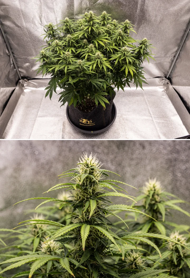 Granddaddy Purple Auto săptămâna 8: dezvoltare solidă a mugurilor Plantă de canabis Granddaddy Purple Auto în săptămâna 8, cu dezvoltare solidă a mugurilor, o coroană compactă și plină, frunziș verde sănătos și colas groase înflorite după patru săptămâni de bloom.