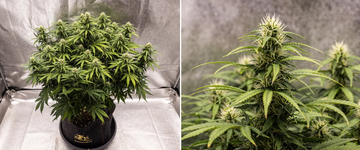 Granddaddy Purple Auto săptămâna 8: dezvoltare solidă a mugurilor Plantă de canabis Granddaddy Purple Auto în săptămâna 8, cu dezvoltare solidă a mugurilor, o coroană compactă și plină, frunziș verde sănătos și colas groase înflorite după patru săptămâni de bloom.