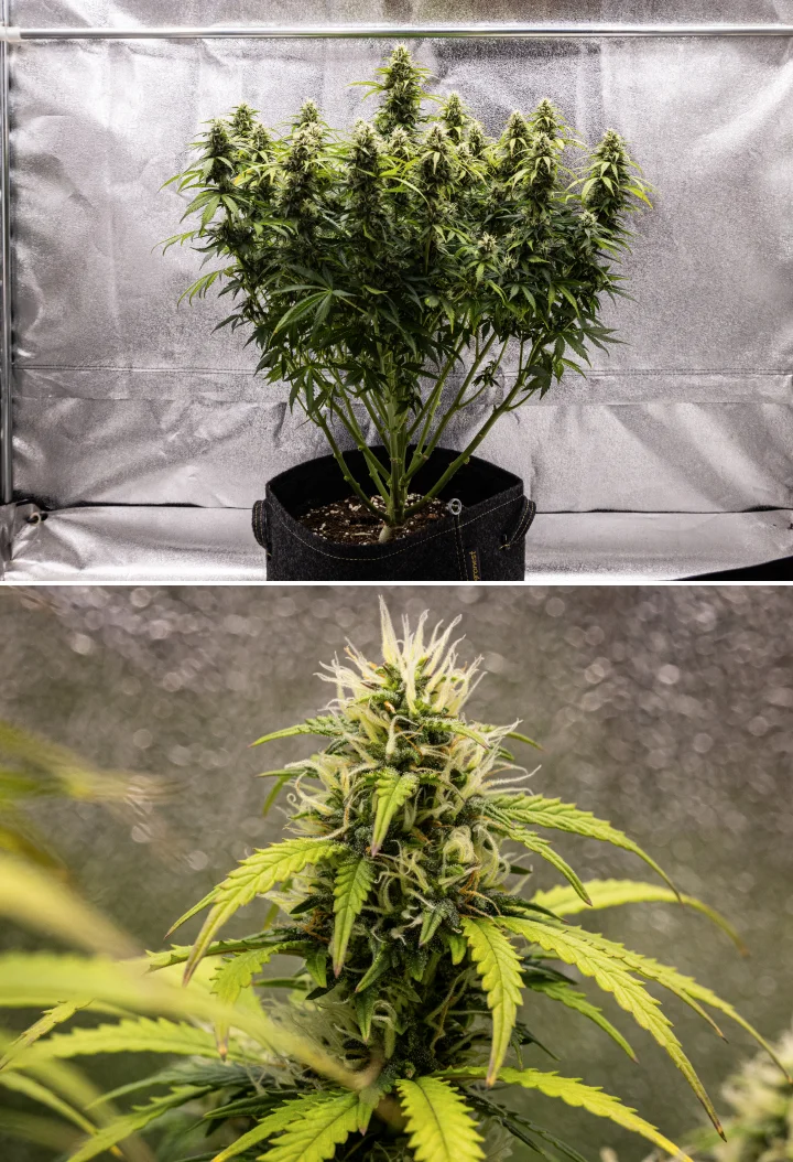 Granddaddy Purple Auto săptămâna 9: muguri bogați în tricomi Plantă de canabis Granddaddy Purple Auto în săptămâna 9, cu muguri fermi bogați în tricomi, ramuri florale ca un buchet, frunze verzi mai deschise și colas strălucitoare care se apropie de maturitate.