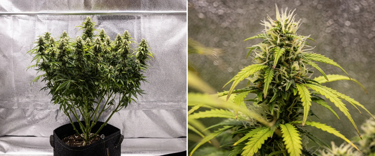Granddaddy Purple Auto săptămâna 9: muguri bogați în tricomi Plantă de canabis Granddaddy Purple Auto în săptămâna 9, cu muguri fermi bogați în tricomi, ramuri florale ca un buchet, frunze verzi mai deschise și colas strălucitoare care se apropie de maturitate.