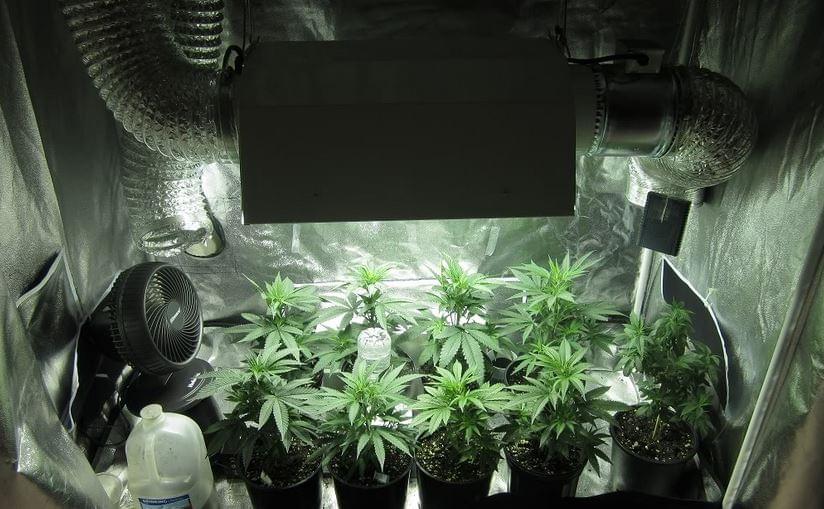 Let S Get Started Royal Queen Seeds