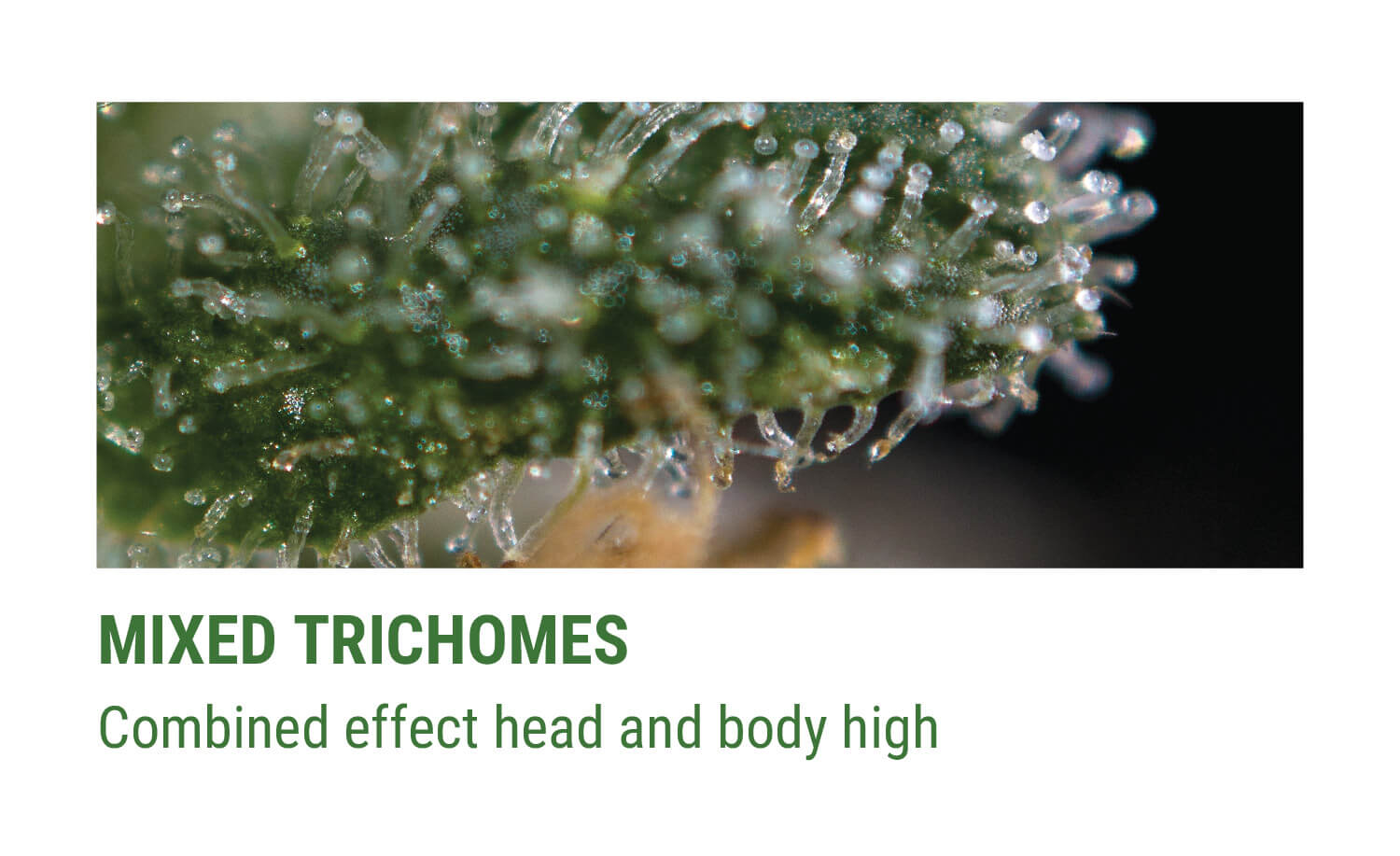 MIXED TRICHOMES
