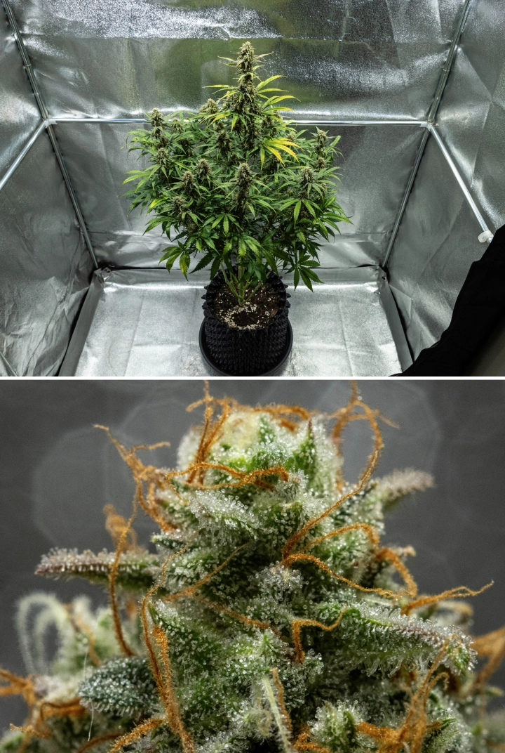 Plantă de canabis Hyperion F1 în săptămâna 10 a grow reportului, arătând flori rășinoase gata de recoltare, acoperire înghețată de tricomi, pistili portocalii, frunze care se decolorează și maturare finală într-un cort de cultivare.