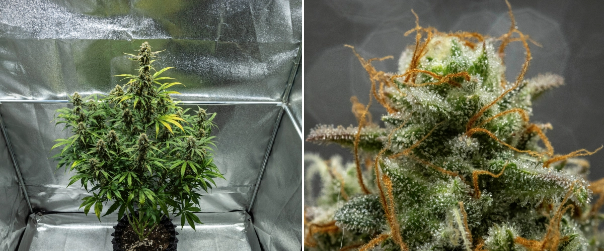 Plantă de canabis Hyperion F1 în săptămâna 10 a grow reportului, arătând flori rășinoase gata de recoltare, acoperire înghețată de tricomi, pistili portocalii, frunze care se decolorează și maturare finală într-un cort de cultivare.