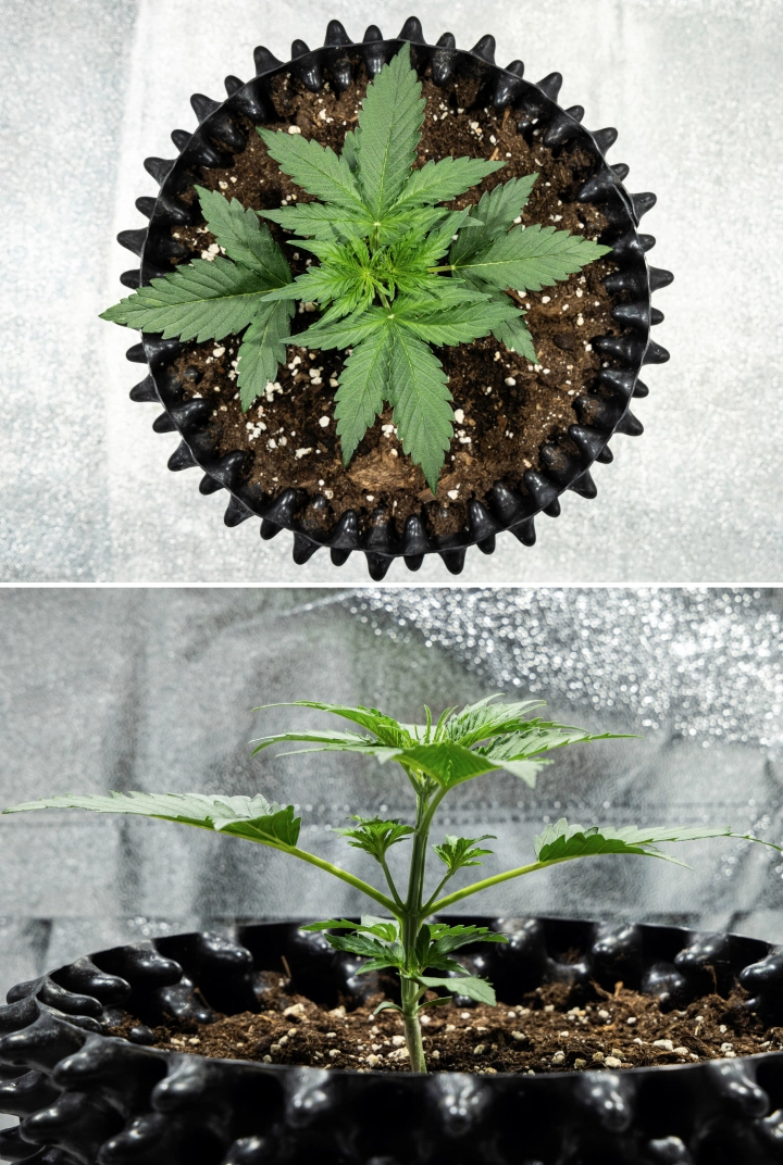 Plantă de canabis Hyperion F1 în săptămâna 2 a grow reportului, arătând creștere vegetativă rapidă, frunziș verde sănătos, ramuri în dezvoltare, o structură rezistentă a tulpinii și un air pot negru.