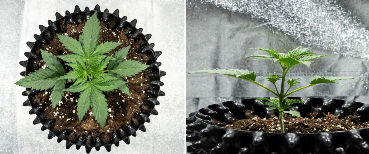 Plantă de canabis Hyperion F1 în săptămâna 2 a grow reportului, arătând creștere vegetativă rapidă, frunziș verde sănătos, ramuri în dezvoltare, o structură rezistentă a tulpinii și un air pot negru.