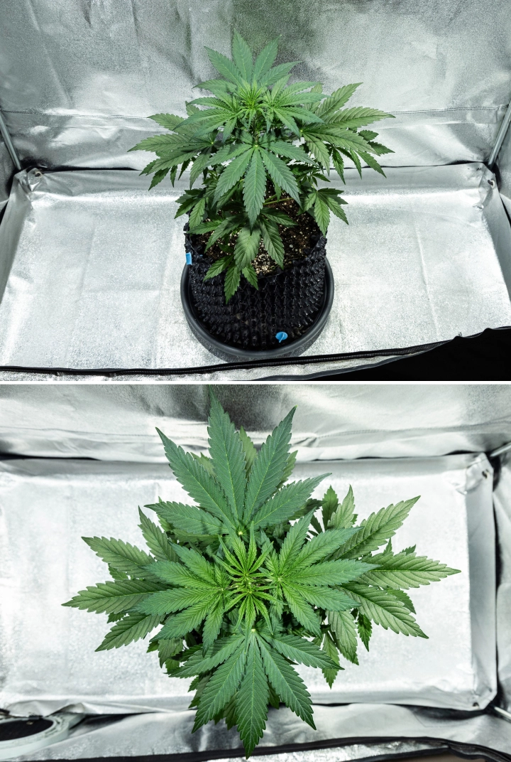 Plantă de canabis Hyperion F1 în săptămâna 3 a grow reportului, arătând creștere vegetativă viguroasă, frunziș verde dens, ramificare puternică, frunze evantai late și un coronament sănătos într-un cort de cultivare.
