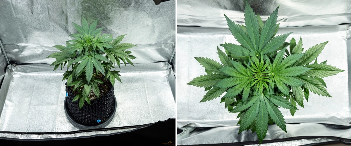 Plantă de canabis Hyperion F1 în săptămâna 3 a grow reportului, arătând creștere vegetativă viguroasă, frunziș verde dens, ramificare puternică, frunze evantai late și un coronament sănătos într-un cort de cultivare.