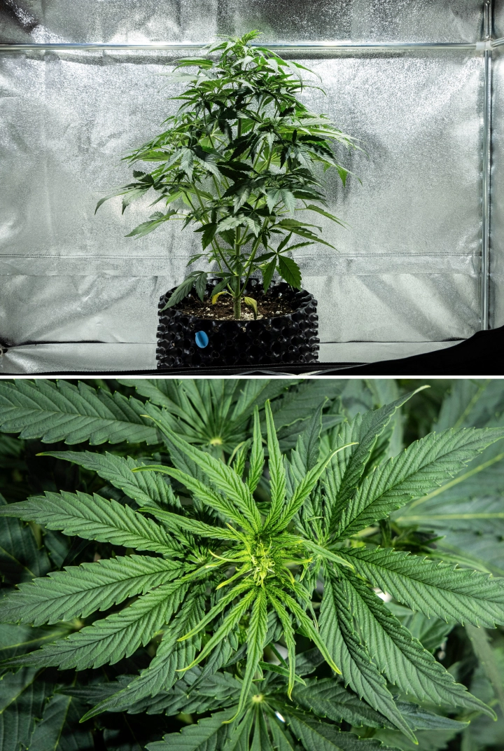 Plantă de canabis Hyperion F1 în săptămâna 4 a grow reportului, arătând creștere de început de înflorire, întindere verticală puternică, frunziș verde sănătos, locuri de înflorire în dezvoltare și o structură viguroasă într-un cort de cultivare.