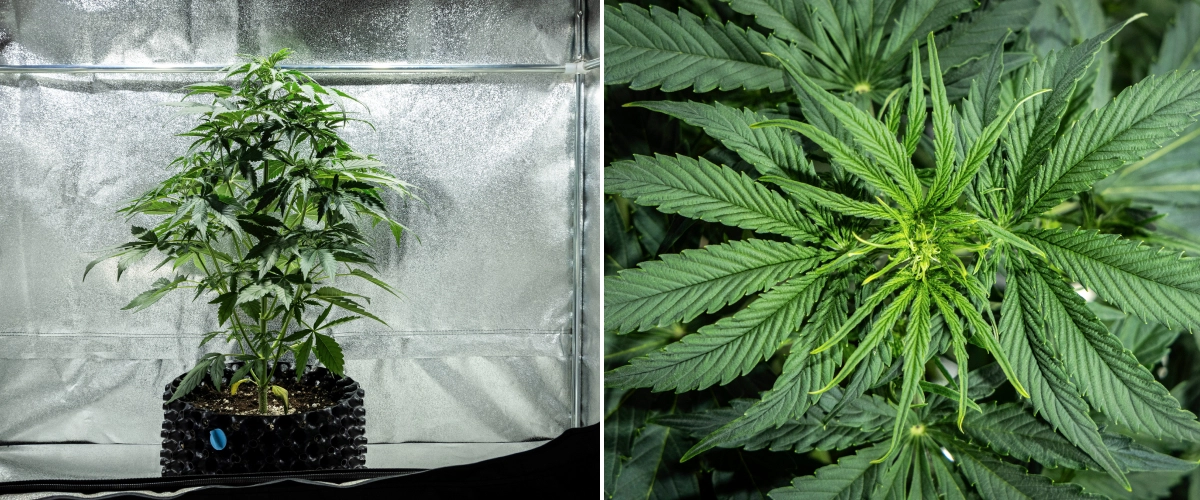 Plantă de canabis Hyperion F1 în săptămâna 4 a grow reportului, arătând creștere de început de înflorire, întindere verticală puternică, frunziș verde sănătos, locuri de înflorire în dezvoltare și o structură viguroasă într-un cort de cultivare.