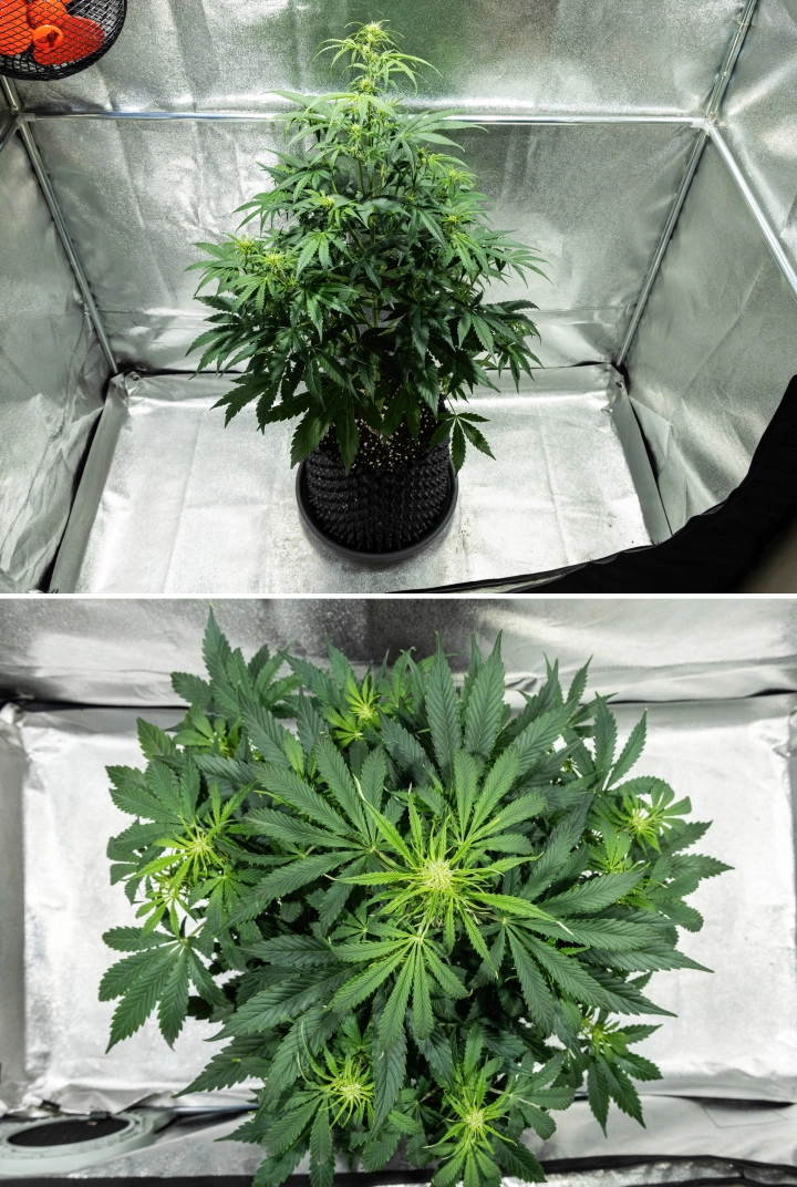 Plantă de canabis Hyperion F1 în săptămâna 5 a grow reportului, arătând întindere puternică în înflorire, frunziș verde dens, multiple locuri de înflorire în dezvoltare, ramificare viguroasă și un coronament plin într-un cort de cultivare.