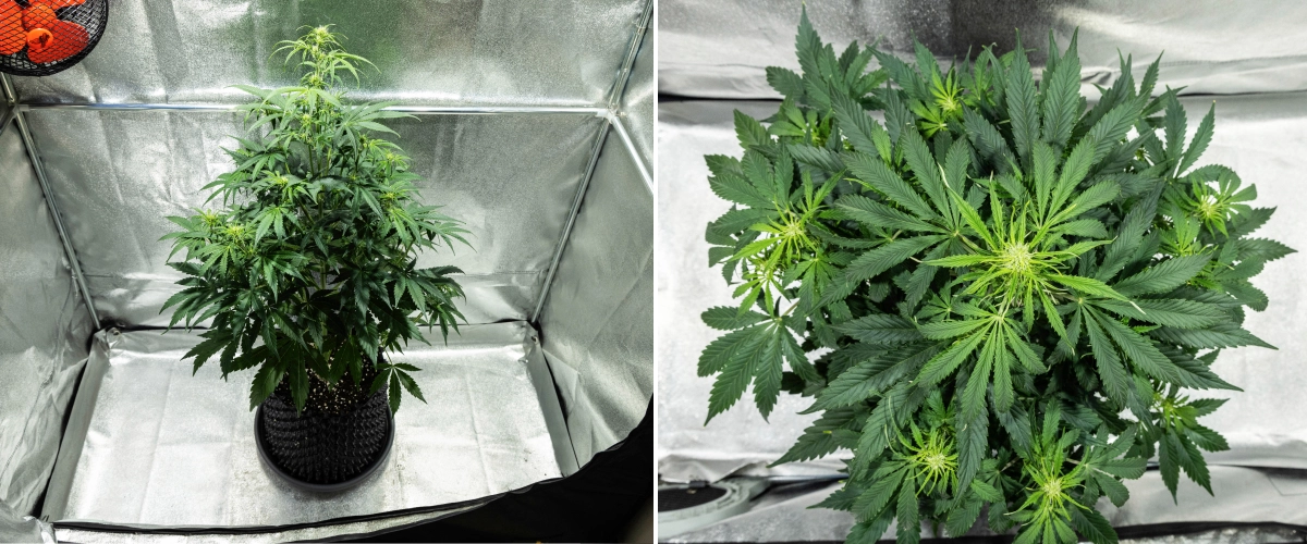 Plantă de canabis Hyperion F1 în săptămâna 5 a grow reportului, arătând întindere puternică în înflorire, frunziș verde dens, multiple locuri de înflorire în dezvoltare, ramificare viguroasă și un coronament plin într-un cort de cultivare.
