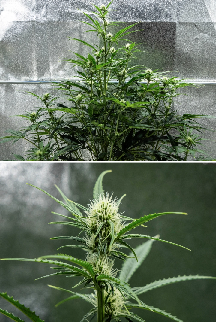 Plantă de canabis Hyperion F1 în săptămâna 6 a grow reportului, arătând creștere înaltă în înflorire, dezvoltare de flori rășinoase, pistili albi proaspeți, ramificare puternică și frunziș verde sănătos într-un cort de cultivare.