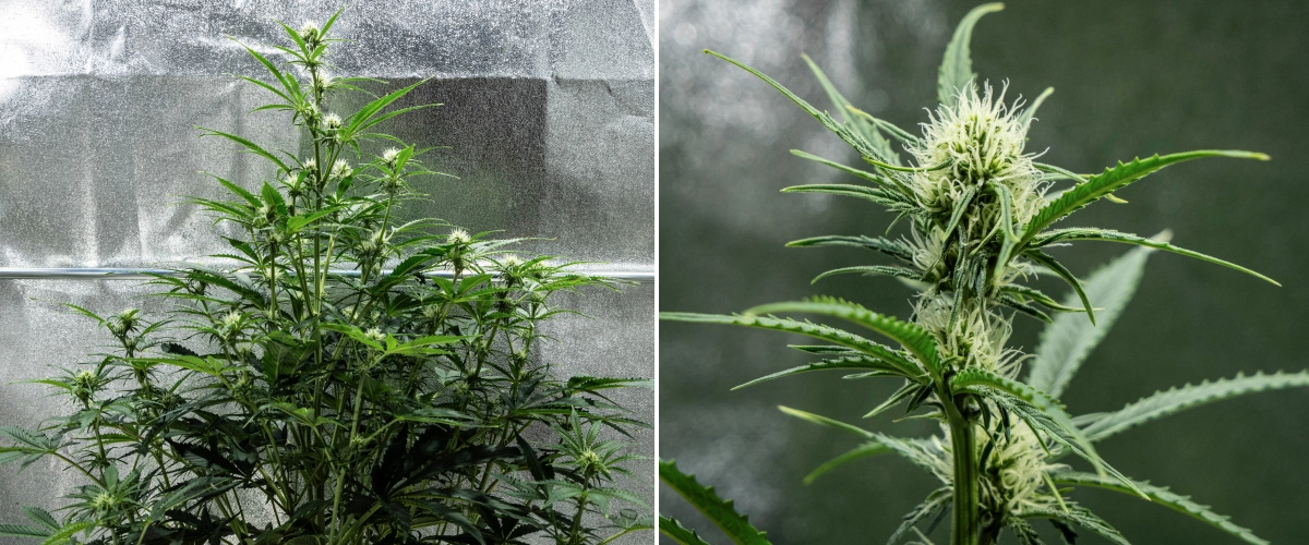 Plantă de canabis Hyperion F1 în săptămâna 6 a grow reportului, arătând creștere înaltă în înflorire, dezvoltare de flori rășinoase, pistili albi proaspeți, ramificare puternică și frunziș verde sănătos într-un cort de cultivare.