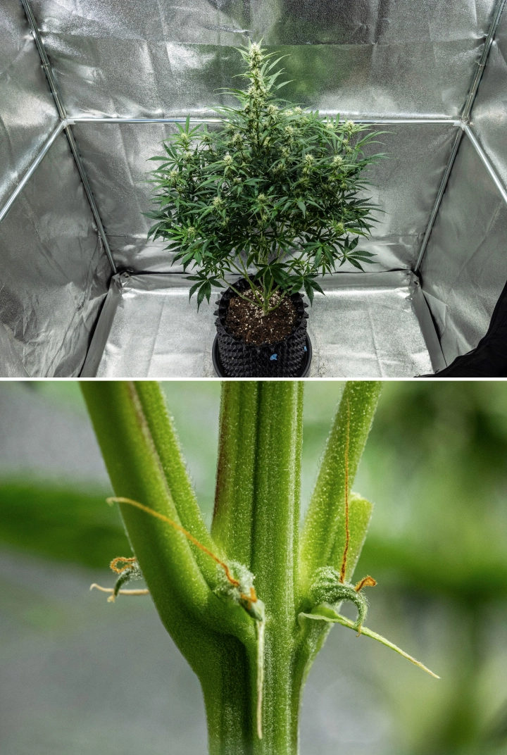 Plantă de canabis Hyperion F1 în săptămâna 7 a grow reportului, arătând creștere înaltă în înflorire, flori rășinoase în dezvoltare, pistili portocalii timpurii, tulpini puternice și simptome vizibile de deficiență CalMag într-un cort de cultivare.