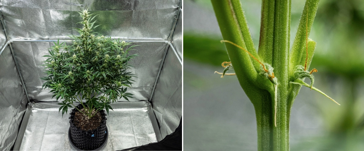 Plantă de canabis Hyperion F1 în săptămâna 7 a grow reportului, arătând creștere înaltă în înflorire, flori rășinoase în dezvoltare, pistili portocalii timpurii, tulpini puternice și simptome vizibile de deficiență CalMag într-un cort de cultivare.