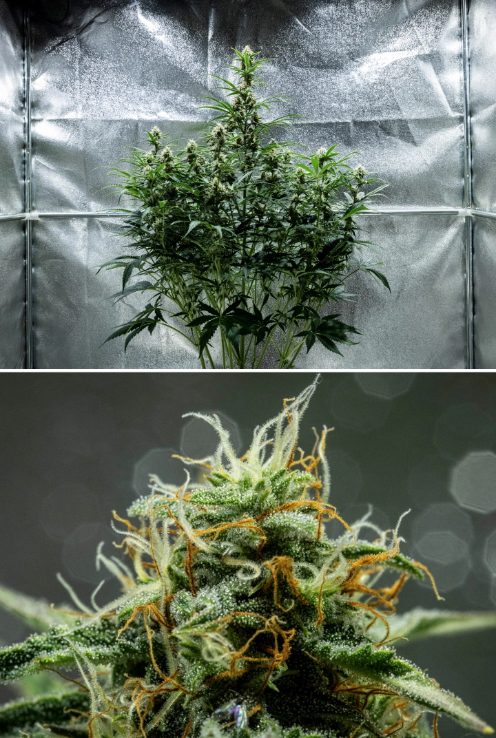 Plantă de canabis Hyperion F1 în săptămâna 8 a grow reportului, arătând flori lipicioase și rășinoase, acoperire înghețată de tricomi, pistili portocalii și albi, colas înalte înflorite și dezvoltare de final de înflorire într-un cort de cultivare.