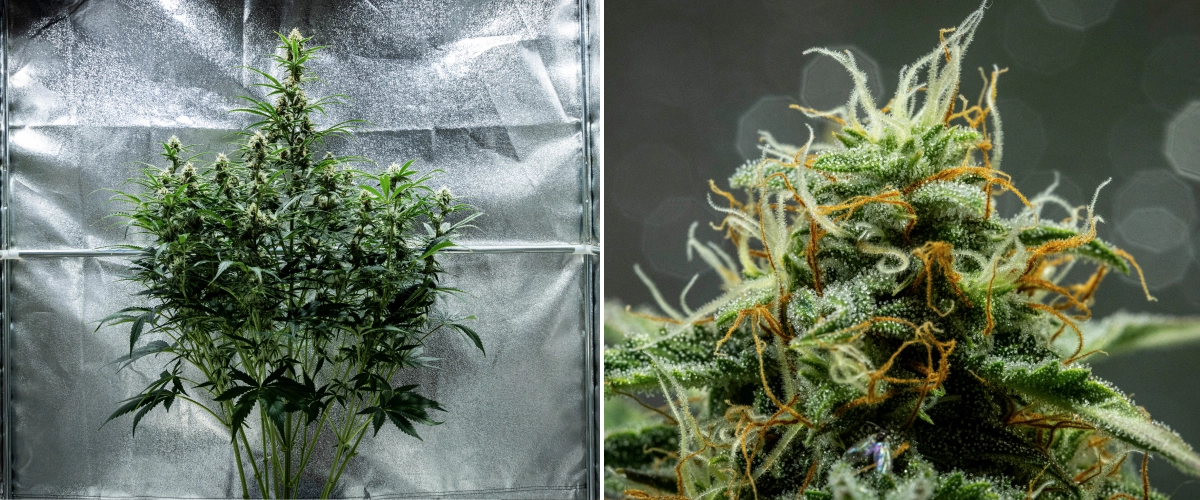 Plantă de canabis Hyperion F1 în săptămâna 8 a grow reportului, arătând flori lipicioase și rășinoase, acoperire înghețată de tricomi, pistili portocalii și albi, colas înalte înflorite și dezvoltare de final de înflorire într-un cort de cultivare.
