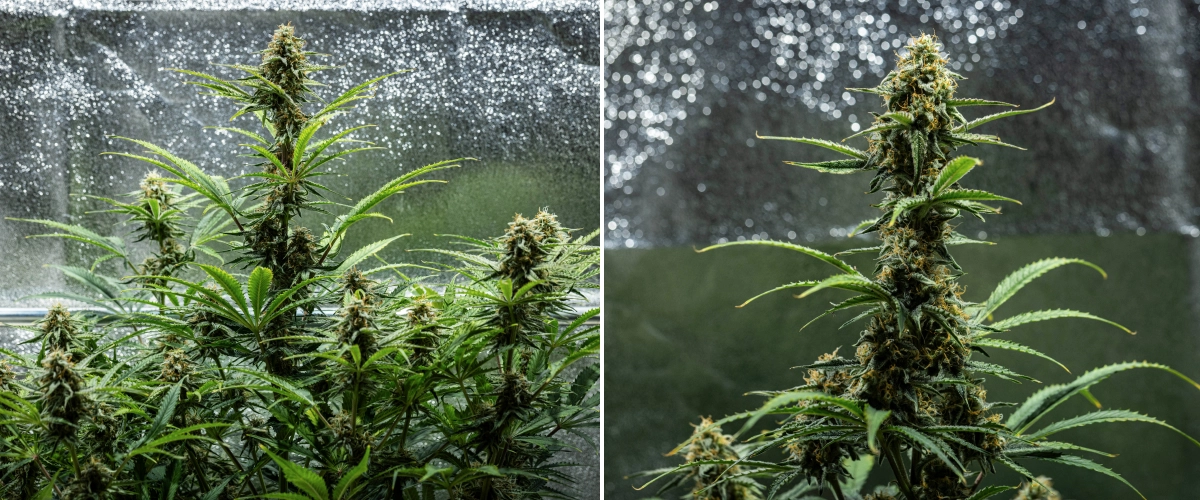 Plantă de canabis Hyperion F1 în săptămâna 9 a grow reportului, arătând colas mature înflorite, flori rășinoase, pistili portocalii, frunze care se decolorează și maturare finală într-un cort de cultivare.