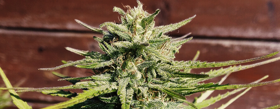 Royal Cheese Autoflowering Royal Cheese Autoflowering