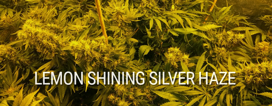 Lemon Shining Silver Haze Royal Queen Seeds