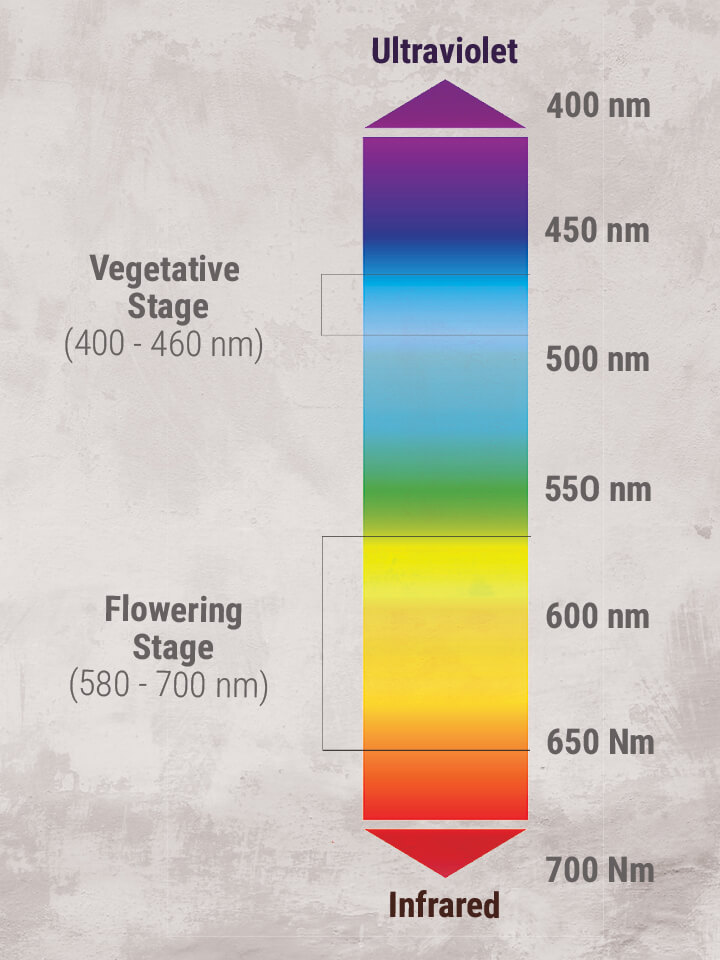 Sfaturi pentru cultivarea canabisului: Cum să îți configurezi luminile de creștere de interior