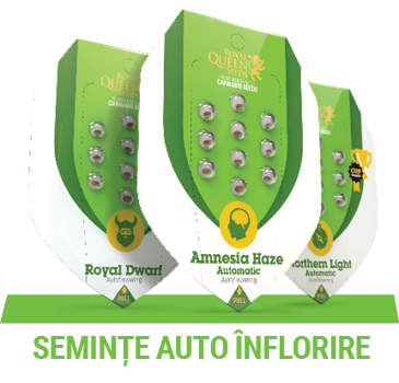 autoflowering cannabis seeds
