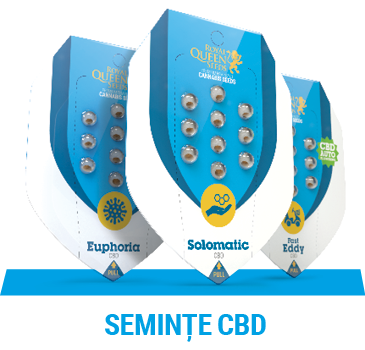 cbd-cannabis-seeds