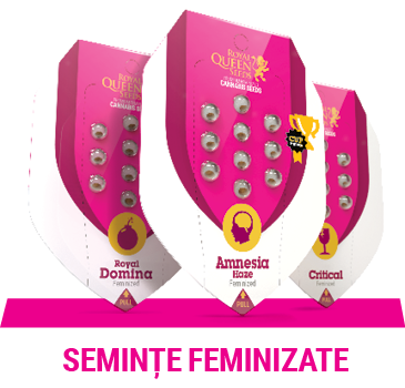 feminized-cannabis-seeds