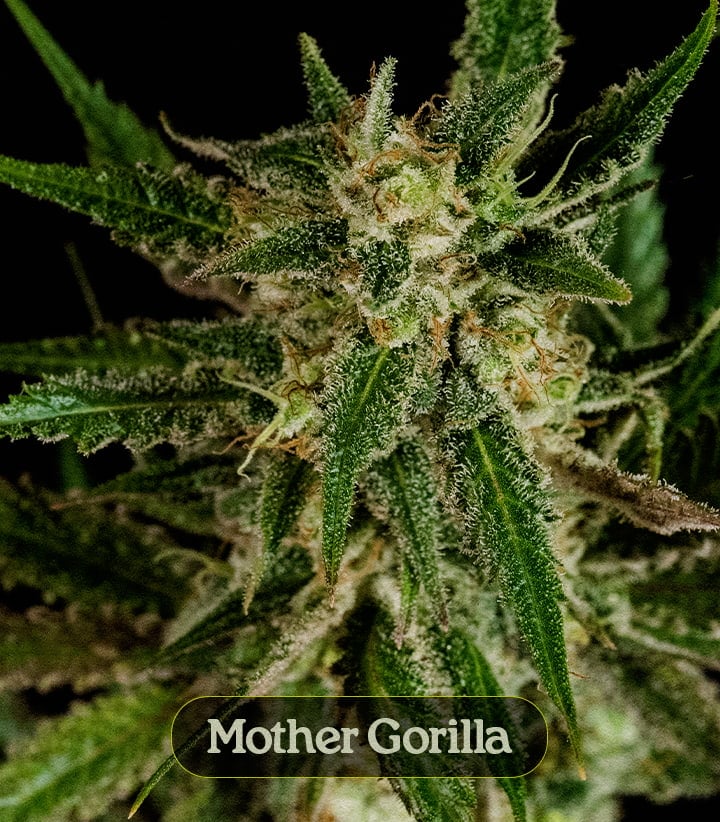 Mother Gorilla Mother Gorilla