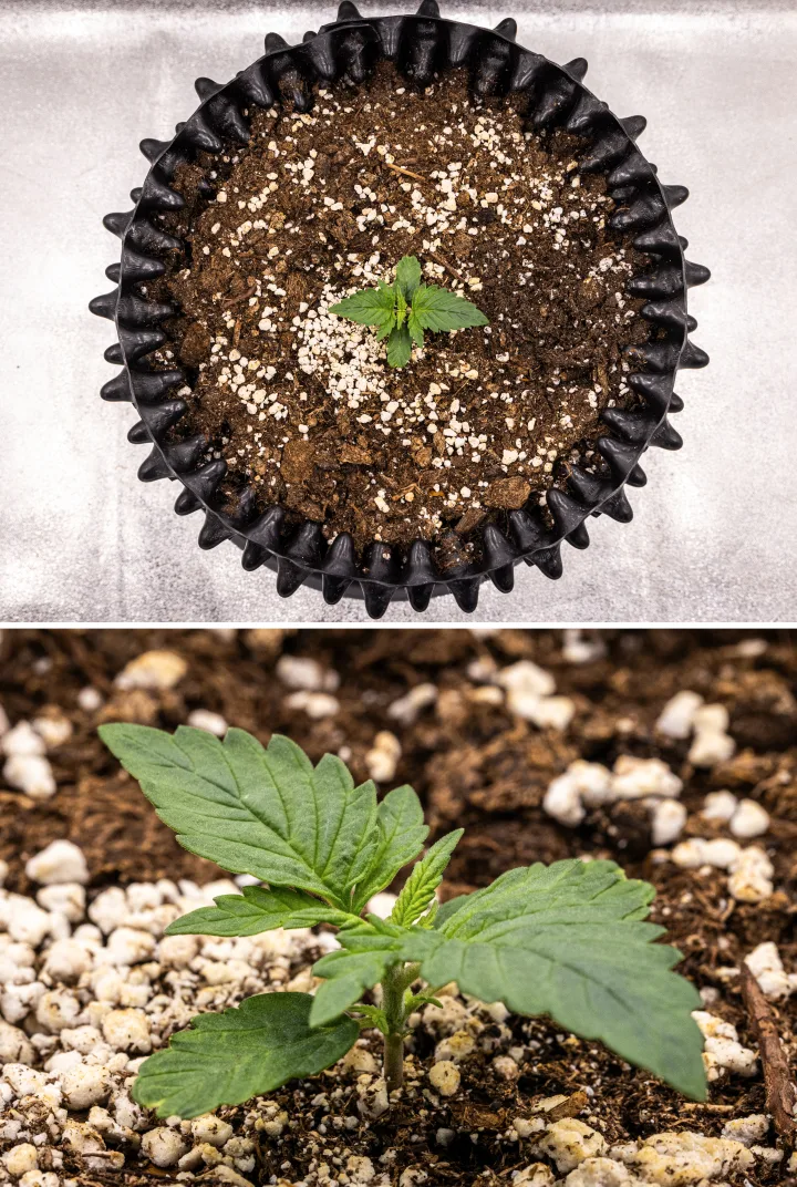 Plantă de canabis NYC Sour Diesel Auto în săptămâna 1 de creștere vegetativă, cu frunze compacte și sănătoase, ramificare timpurie și dezvoltare lentă, dar stabilă, sub lumină LED