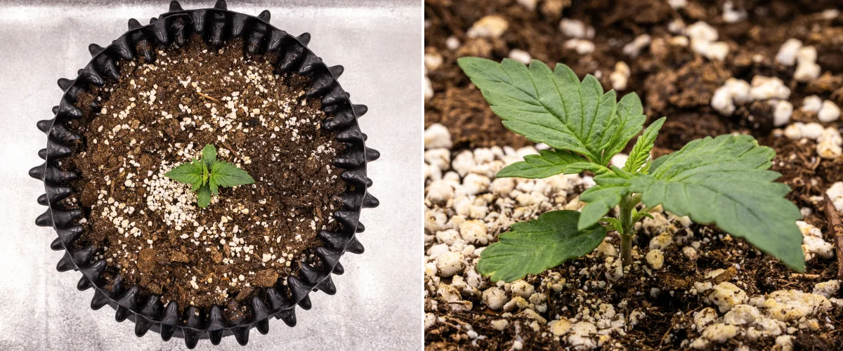 Plantă de canabis NYC Sour Diesel Auto în săptămâna 1 de creștere vegetativă, cu frunze compacte și sănătoase, ramificare timpurie și dezvoltare lentă, dar stabilă, sub lumină LED