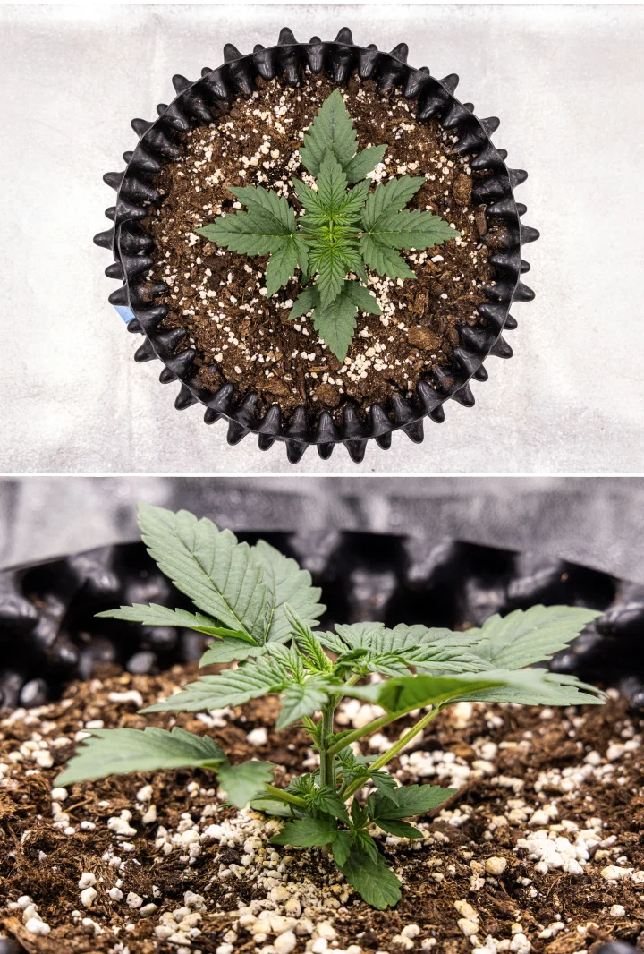 Plantă de canabis NYC Sour Diesel Auto în săptămâna 2 de creștere vegetativă, ajungând la aproximativ 20 cm, cu tulpini mai puternice, masă foliară crescută și primele semne de preînflorire sub lumină LED